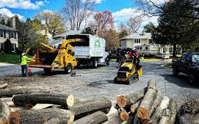 Best Tree and Shrub Care  in Bristol, CT