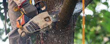 Best Fruit Tree Pruning  in Bristol, CT