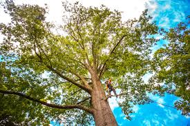 Best Weed Control  in Bristol, CT