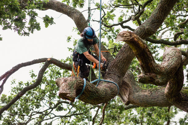 Best Firewood Processing and Delivery  in Bristol, CT