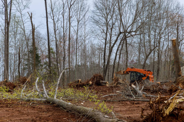 Best Commercial Tree Services  in Bristol, CT