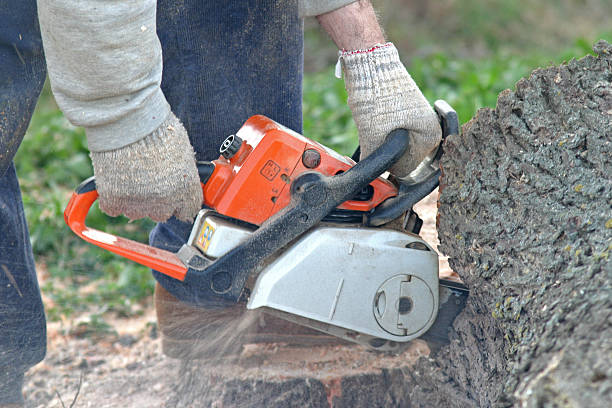 Best Tree Risk Assessment  in Bristol, CT