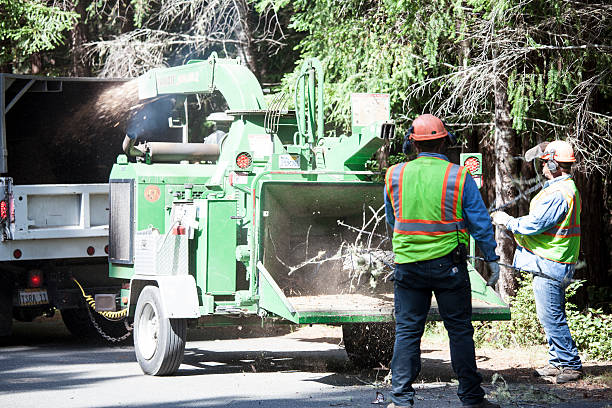 Best Tree Maintenance Programs  in Bristol, CT