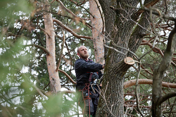 Best Tree Mulching  in Bristol, CT