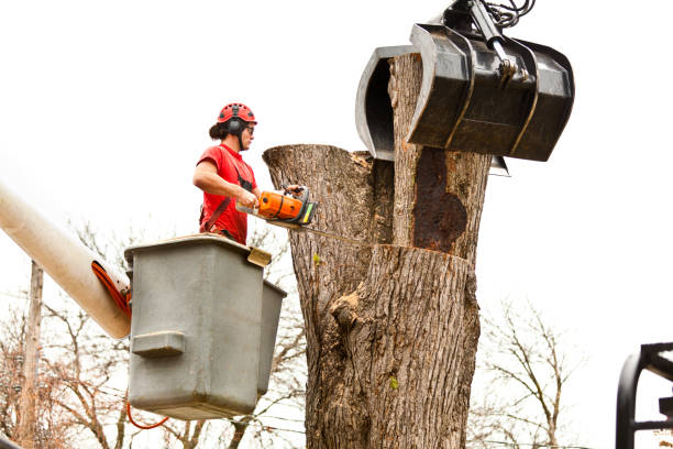 Leaf Removal in Bristol, CT